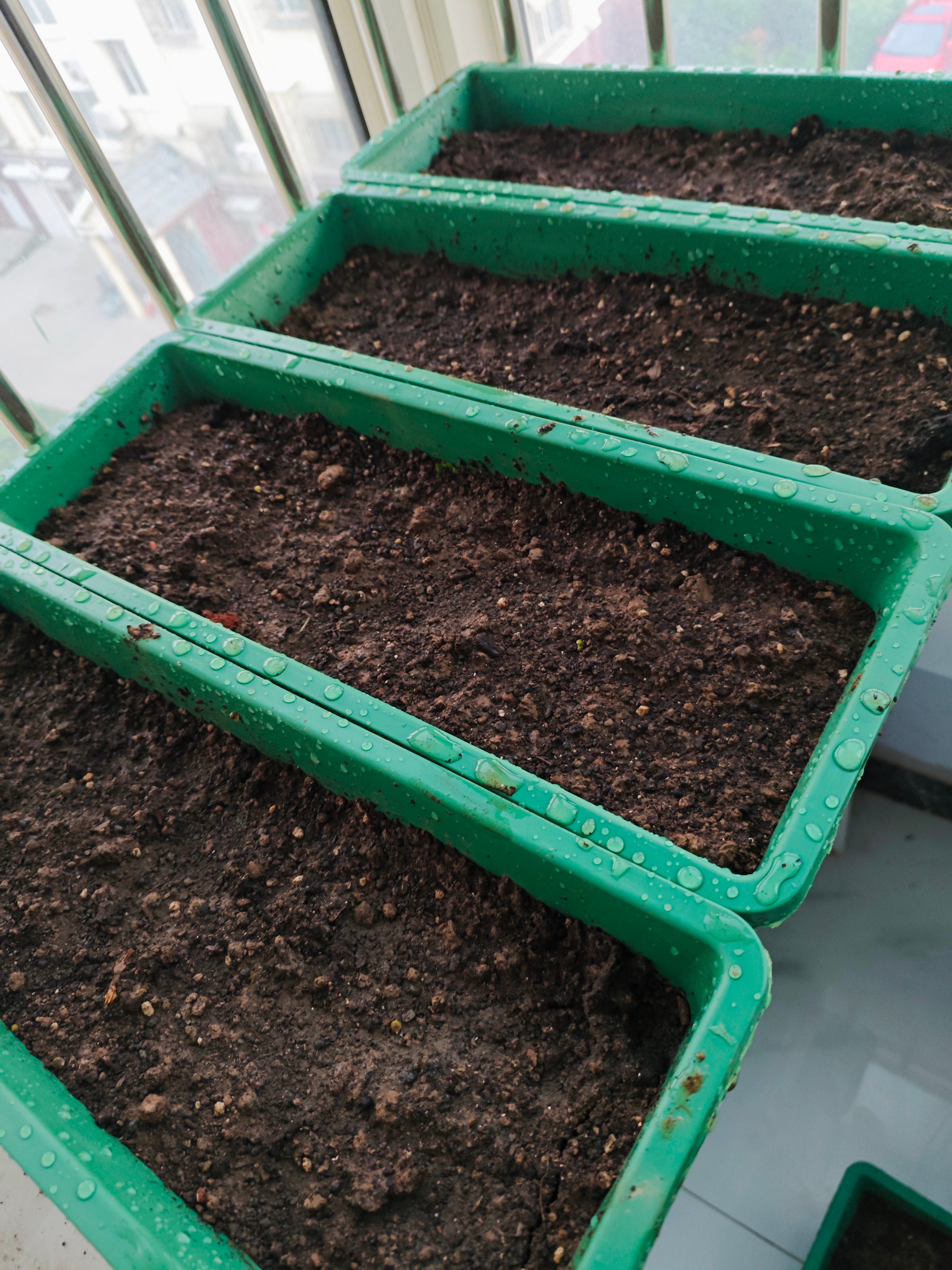 刚种了一些菠菜，等待发芽🌱🌱🌱🌱。[嘻嘻][嘻嘻] ​​​