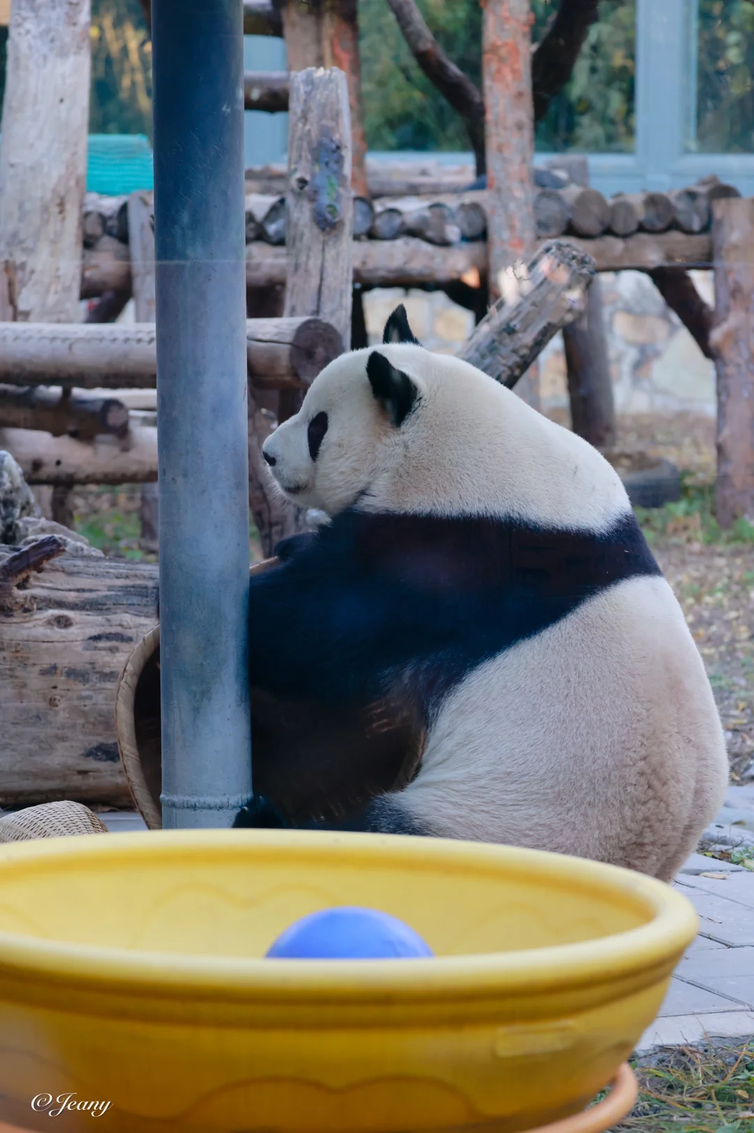 11.16萌兰🐼从某个角度看萌兰很像影后妈妈