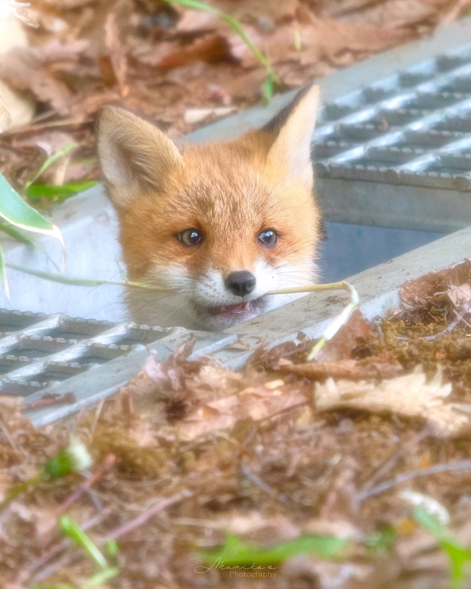 狐狸 咬杆杆 ©️maru_photos 