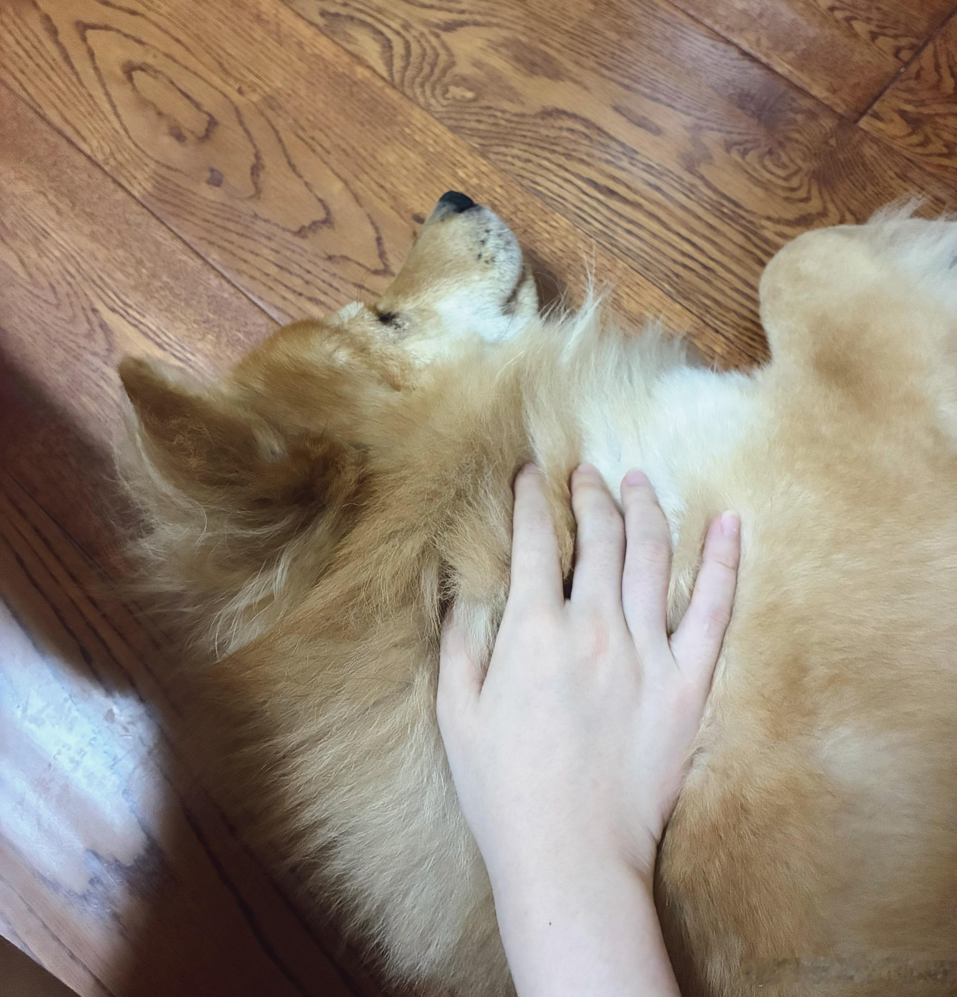 幸福rua🐶 