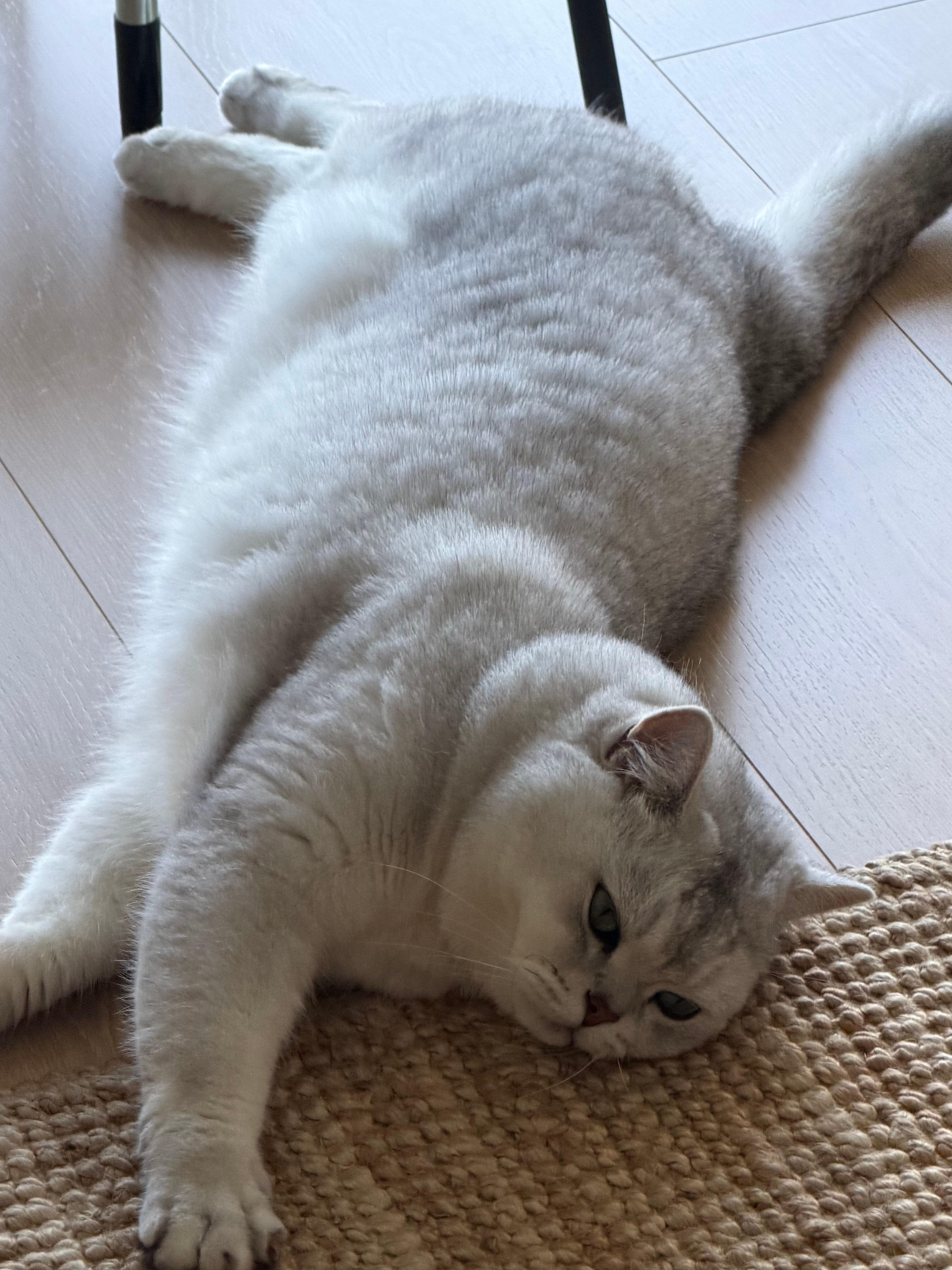 以防你们没见过小猫无聊（应该抓起来码字