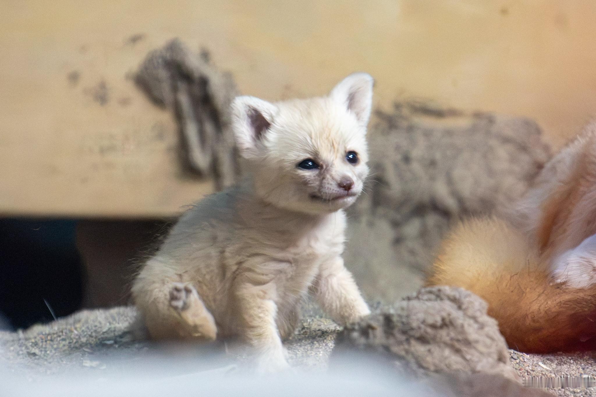 狐狸 这么小的沙漠狐幼崽也太可爱了©️CincinnatiZoo 