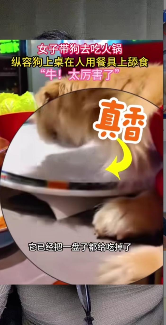 北京涮肉店上演“人狗同桌”荒诞剧，女子炫耀视频“惹火上身”

一只宠物狗趴在餐厅