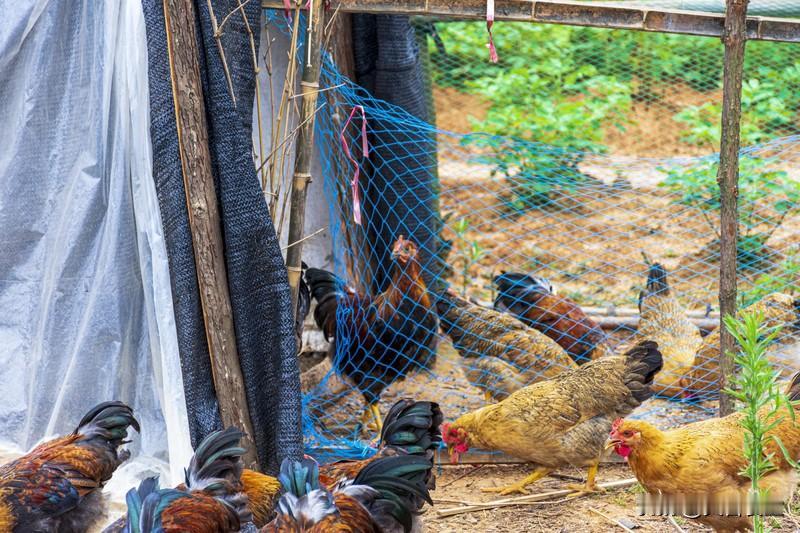 为什么广东人都觉得白切鸡好吃?
白切鸡是最能体现“鸡味”的一道菜，做白切鸡看似简