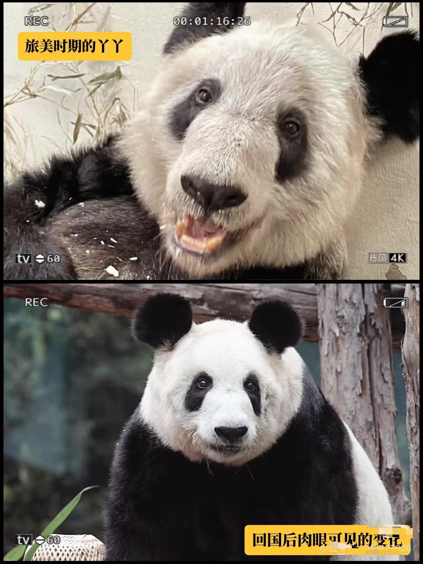 丫丫回京后首次媒体独家记录不想找对比图，之前瘦骨嶙峋的都还在脑子里！现在的丫丫好