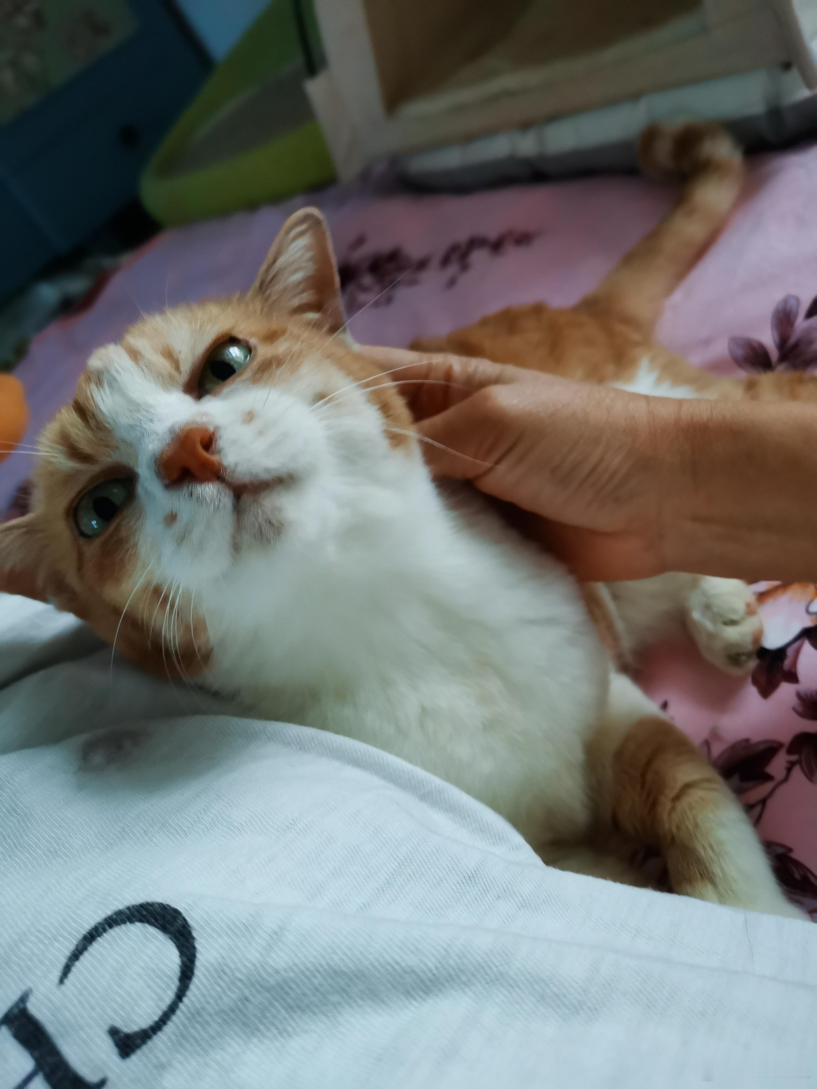 今天捡的小猫还给主人，盆友们担心小奶猫的未来。邻居家散养条件非常好。有高大上的户
