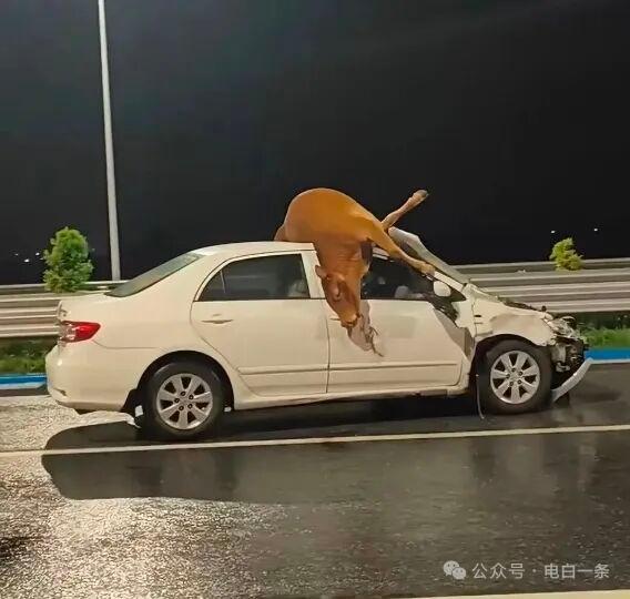 阳江快速路轿车冲撞牛群，六头牛身亡、司机平安
 
7月30日凌晨3时，粤西阳江快