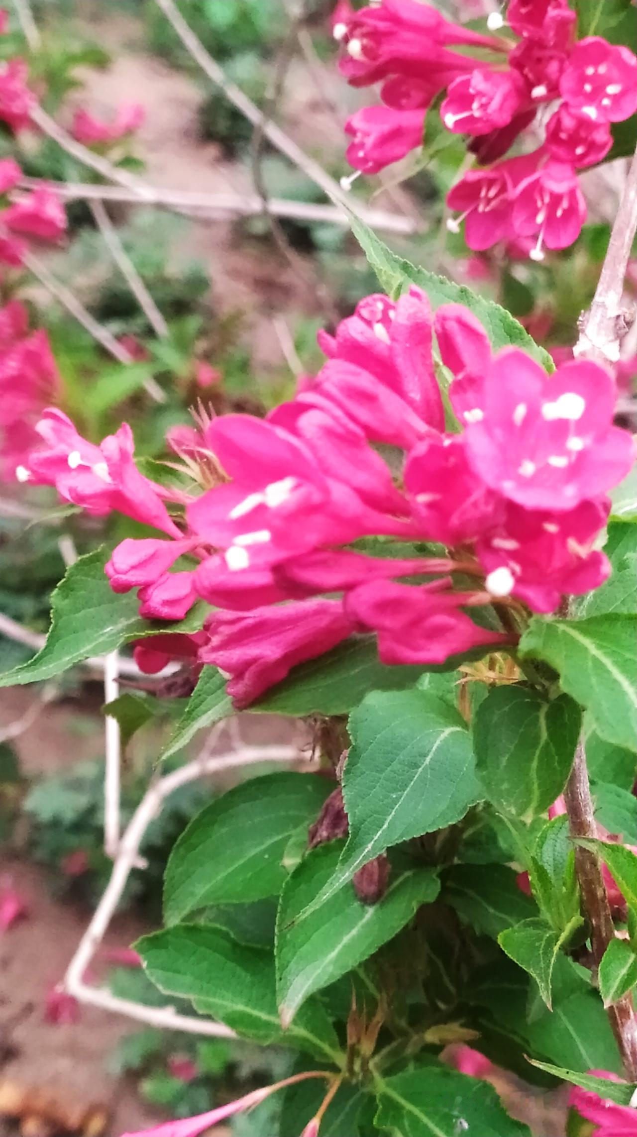 对联飞花令 锦带花
出句：风抛锦带红心事（雪浪）