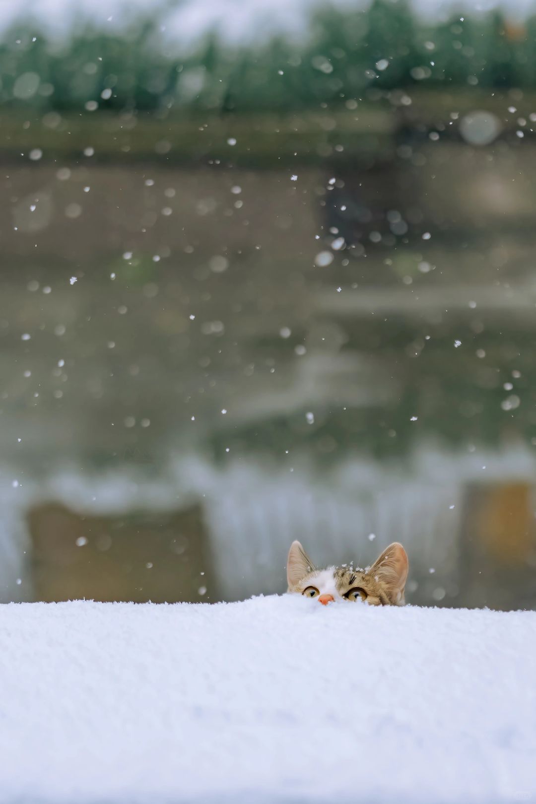 猫：这就是雪呀