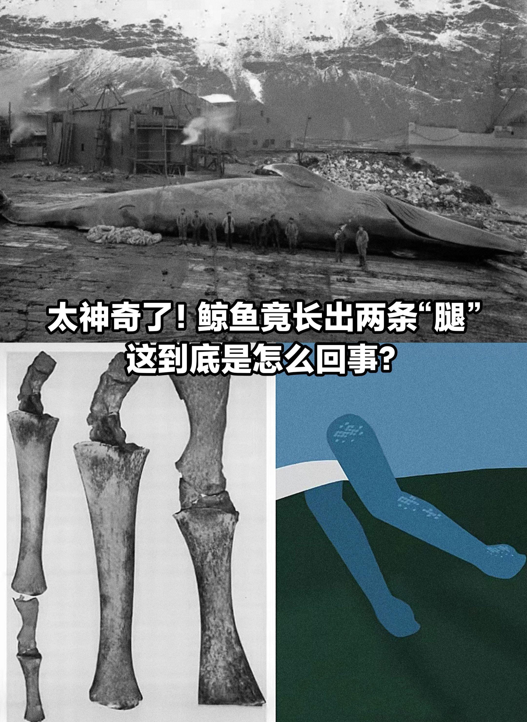太神奇了！鲸鱼竟然长出“两只腿”