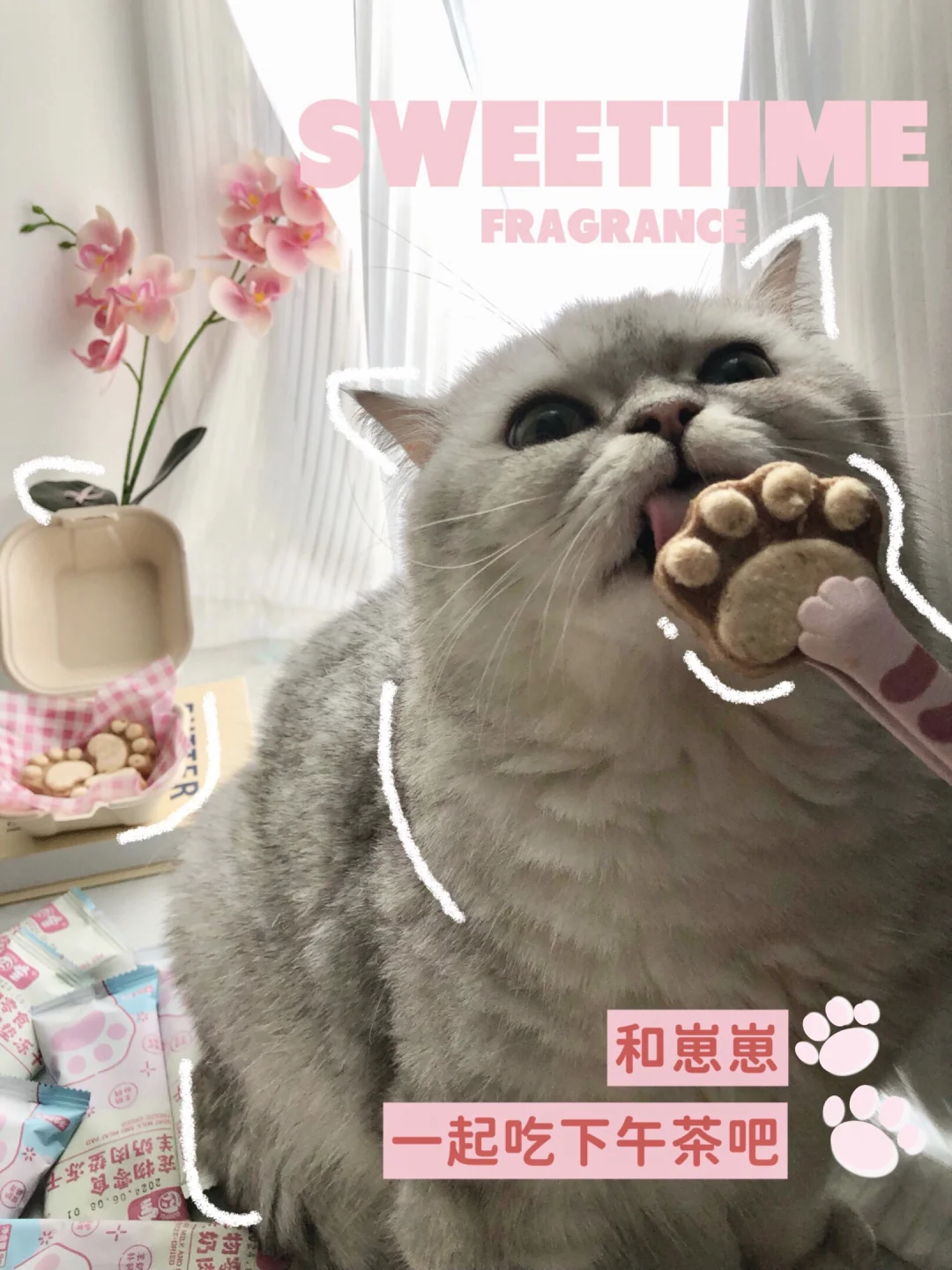 爱舔爪爪的小猫，一定爱吃爪爪冻干🐾