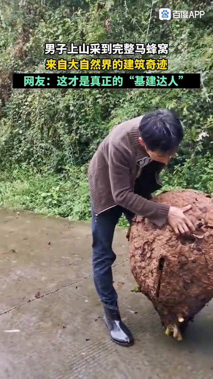 男子上山采到完整马蜂窝，来自大自然界的建筑奇迹。
网友：这才是真正的"基建达人"