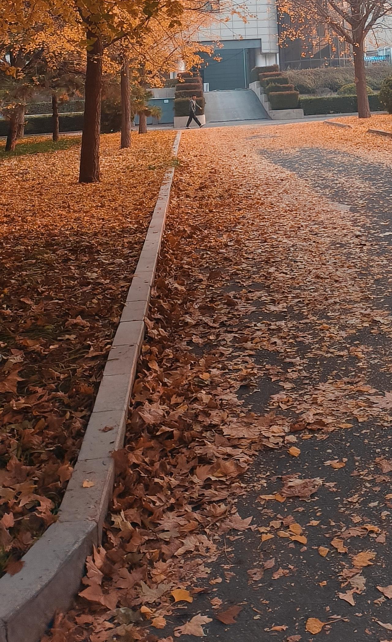 风起扫落叶
簌簌满阶砌
秋声过空廊
云影移荒砌
独坐古亭隅
心与苍茫契
忽见归鸟