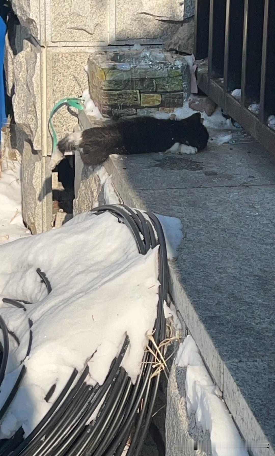 猫妈一窝就活一只，今早也死了，爪子被冻住了挣脱不了，估计是夜里发生的，晚上我过来