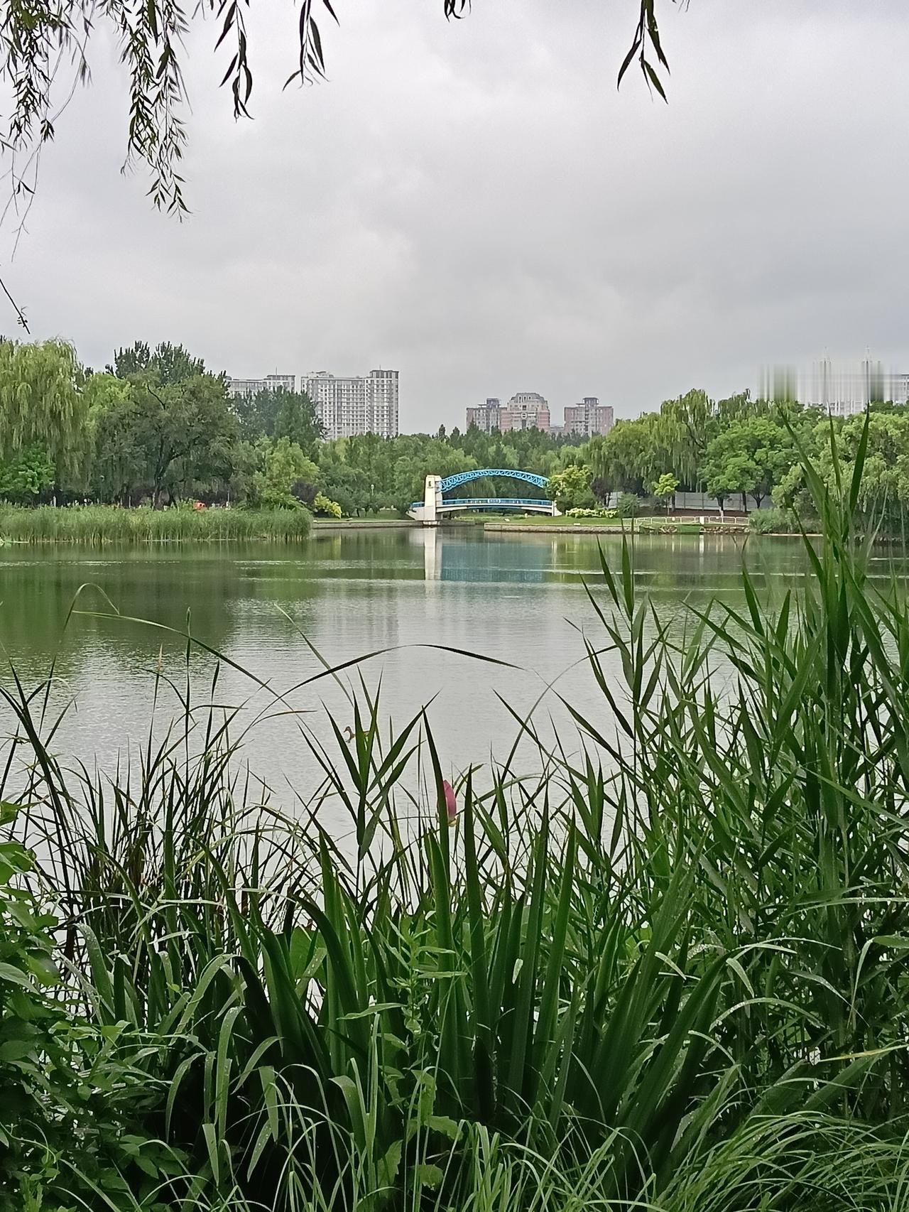 我认为小麦只能脱皮加工，不会洗的