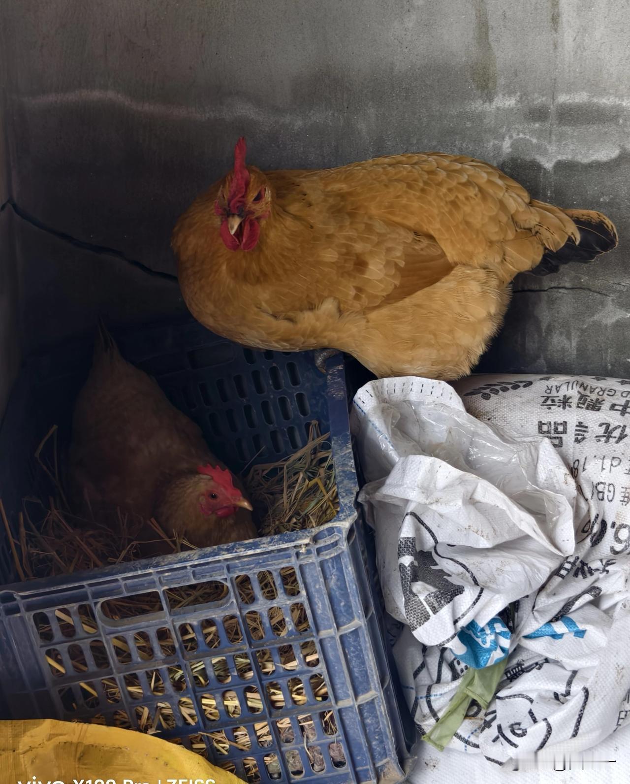 为什么农户散养土鸡不下蛋?
农户散养的土鸡不下蛋？可能是您太着急了。
农户散养的