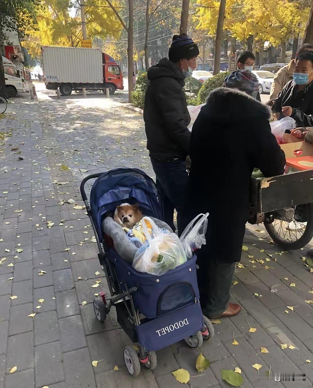 不细看没感觉，细看吓一跳！
婴儿车里的不是婴儿，而是一条狗，狗主人是个奶奶，跟人