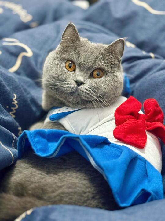 猫尿渍终结者！