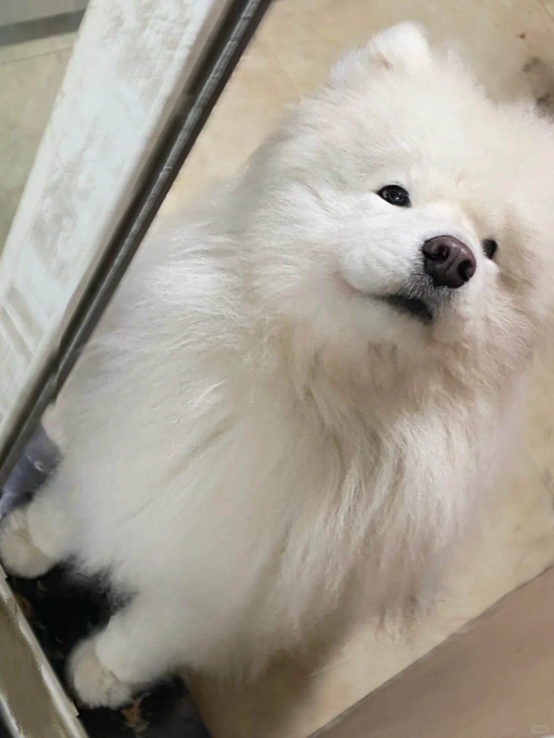 是谁和哆啦A梦一样的圆手手呀