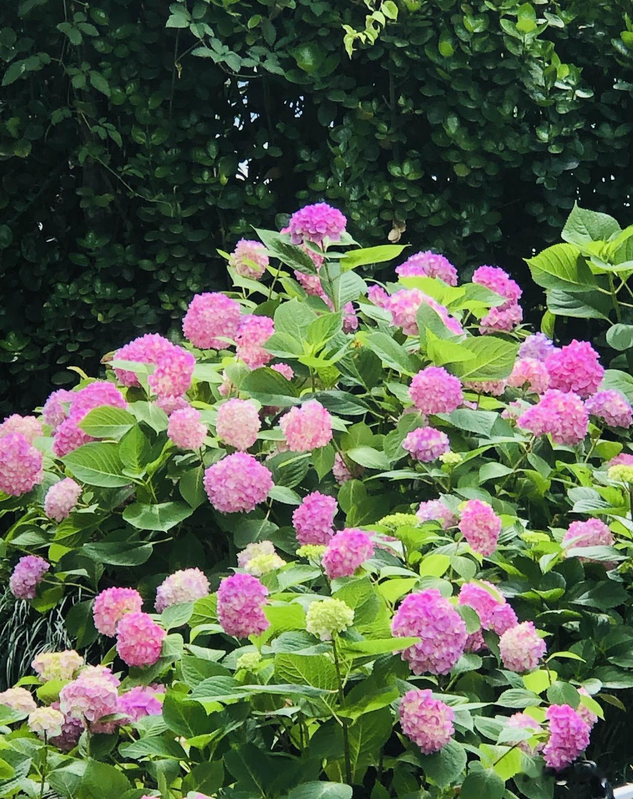 夏日漫山遍野的花儿都开啦，绣球花、石榴、蔷薇、月见草、金丝桃等，各色小花肆意绽放