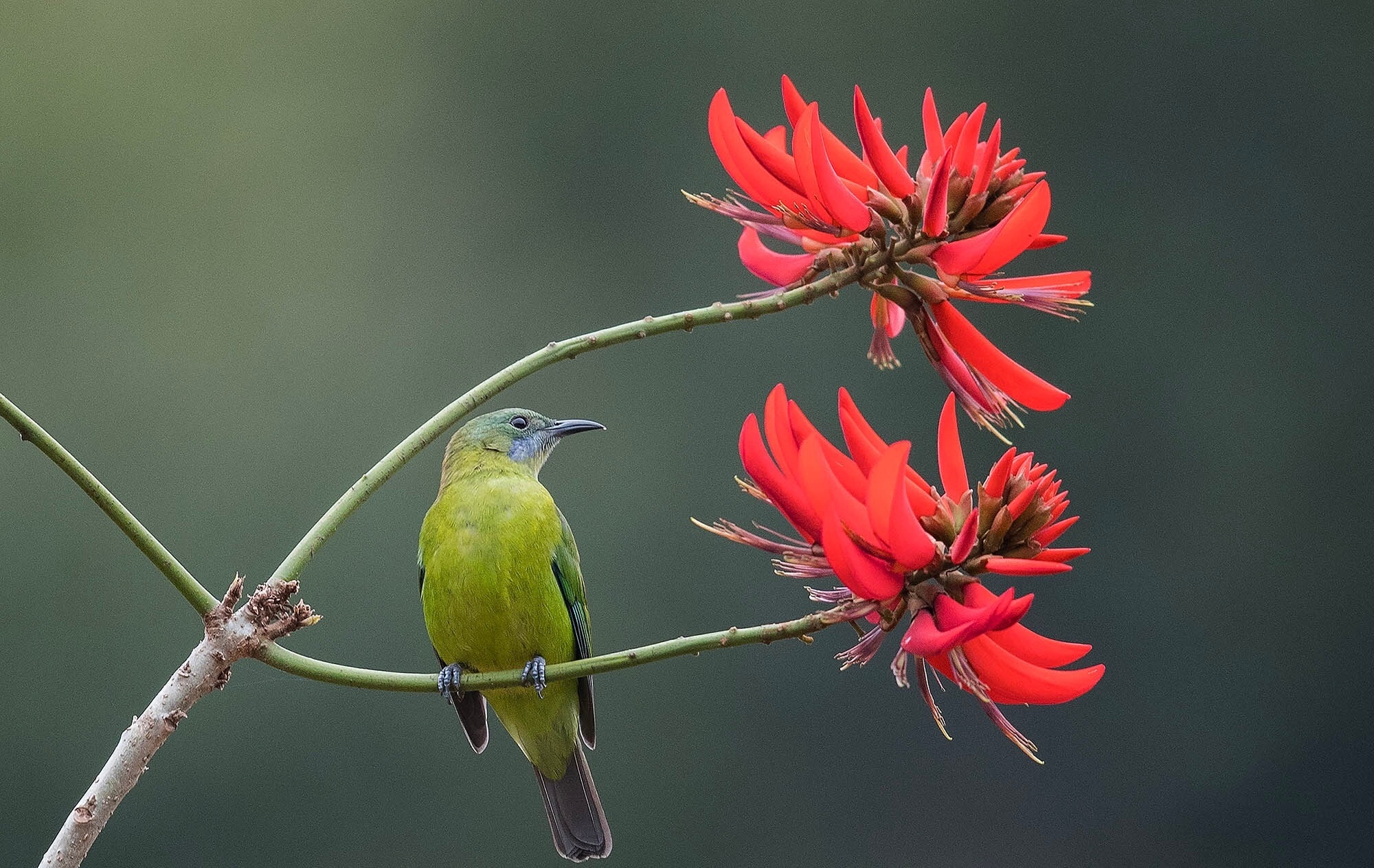 翻到去年拍的蓝翅叶鹎，现在看还激动！这小家伙是小型林鸟，体长15-18厘米，雄鸟