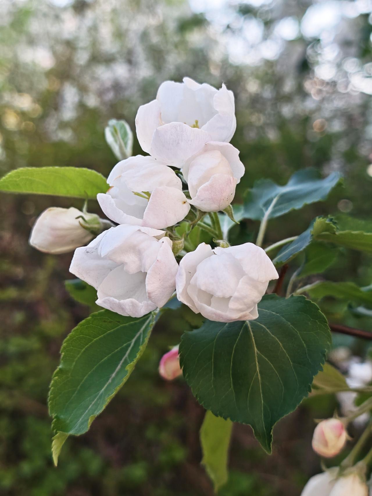 夏日春光
文/夏文辉

新新夏日沐晴光，青青草木泛柔黄。
杏花飞尽无留影，一树梨
