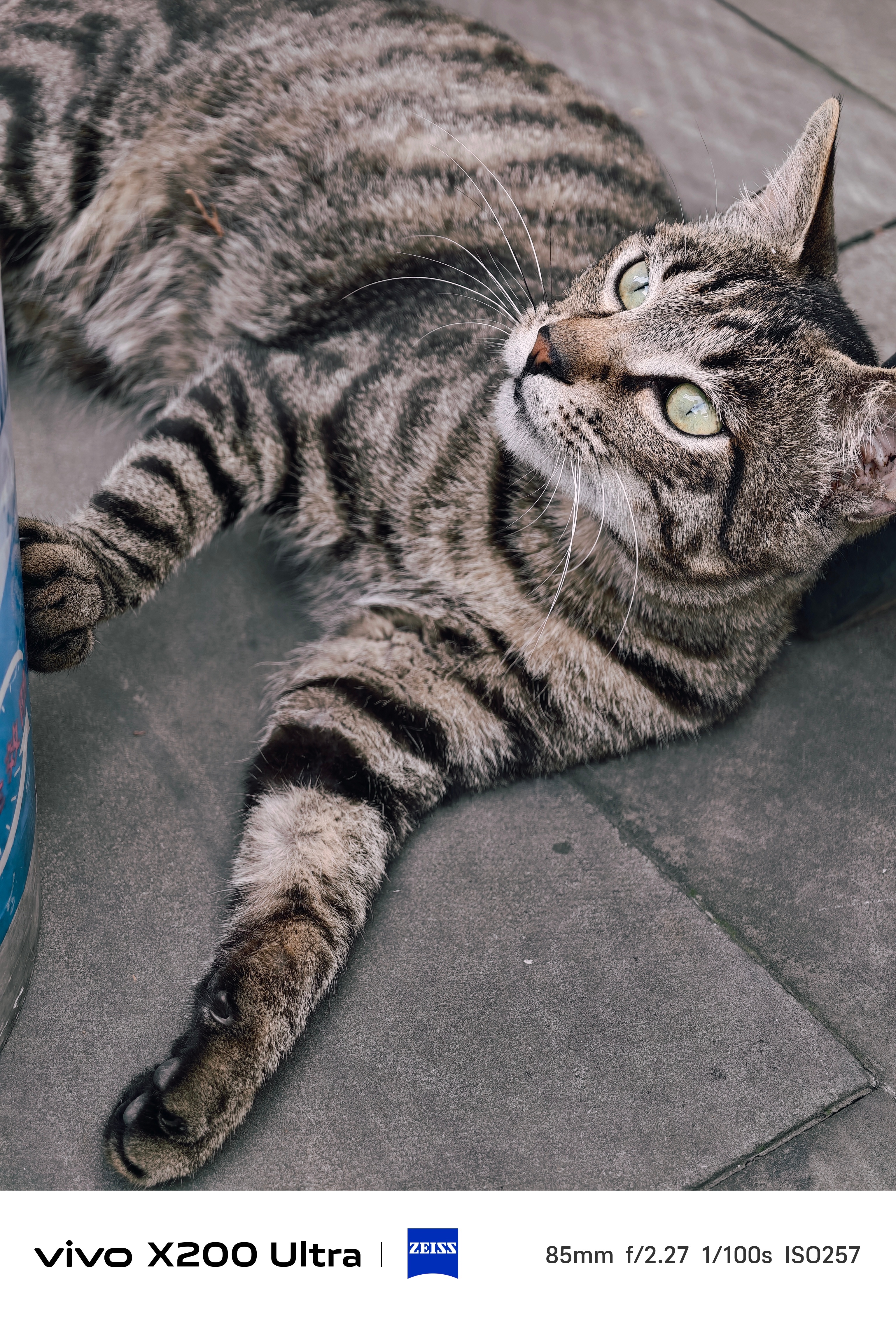 为什么猫咖没有狸花猫 别的猫给点猫条还能陪你玩会儿，狸花猫纯粹是不给面子，吃完猫