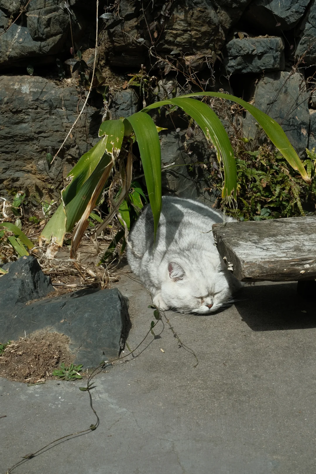 睡出一条孔雀尾巴