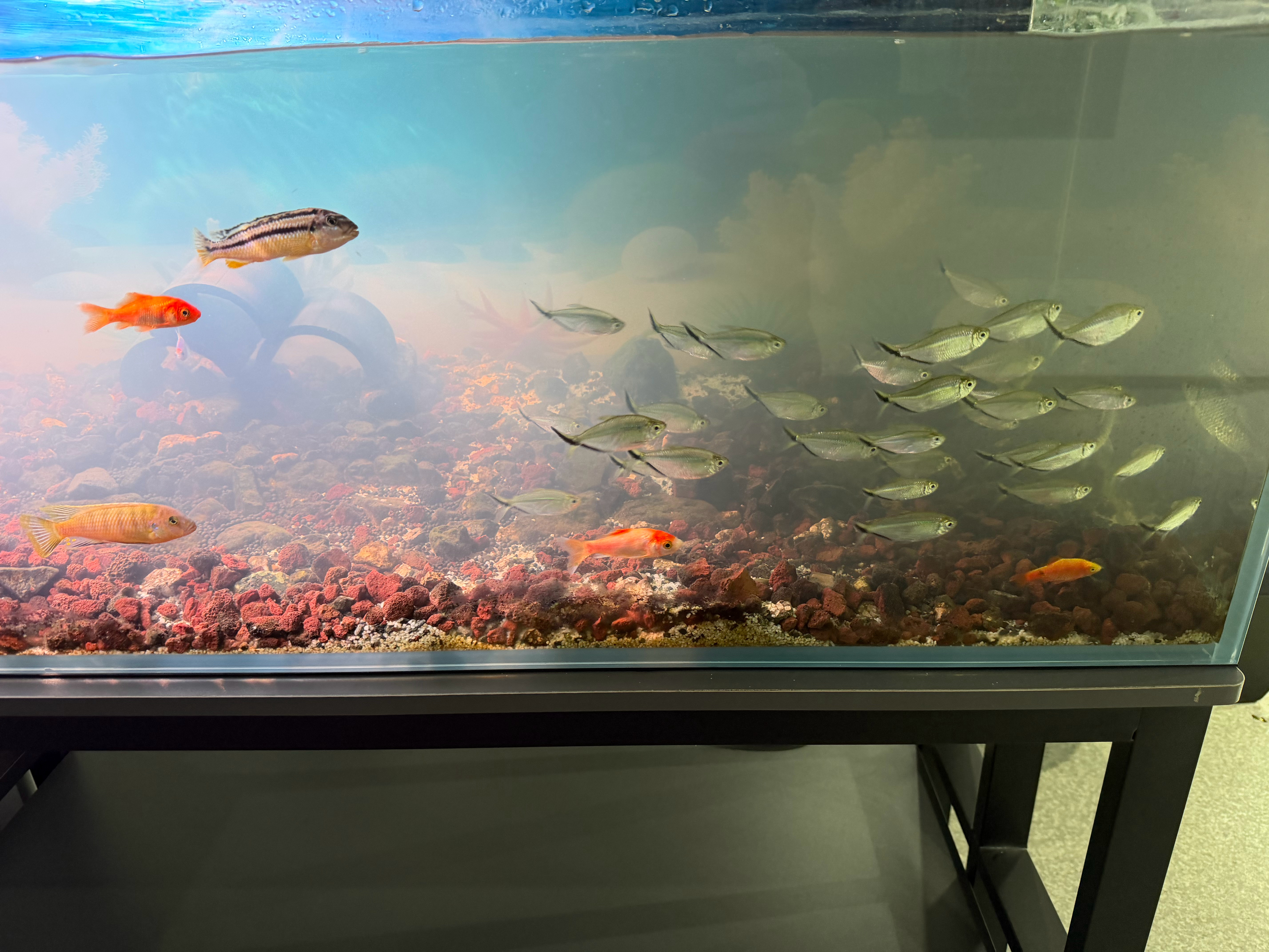 工作室新添了个🐟缸，嗯😐养眼 ​​​