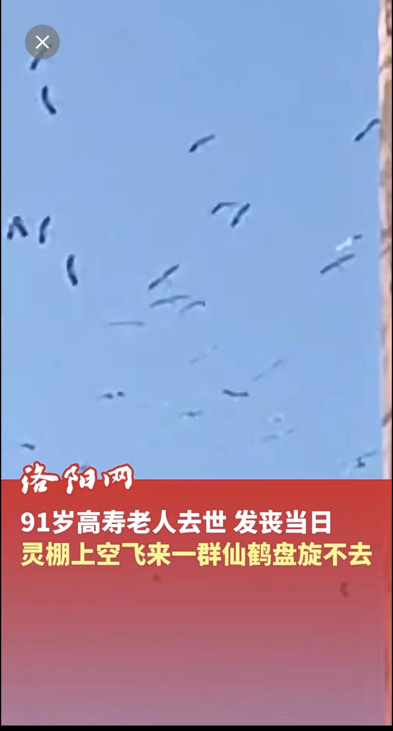 91岁高寿老人去世，发丧当日，灵棚上空突然飞来一群仙鹤盘旋不去，“大概停留了5分