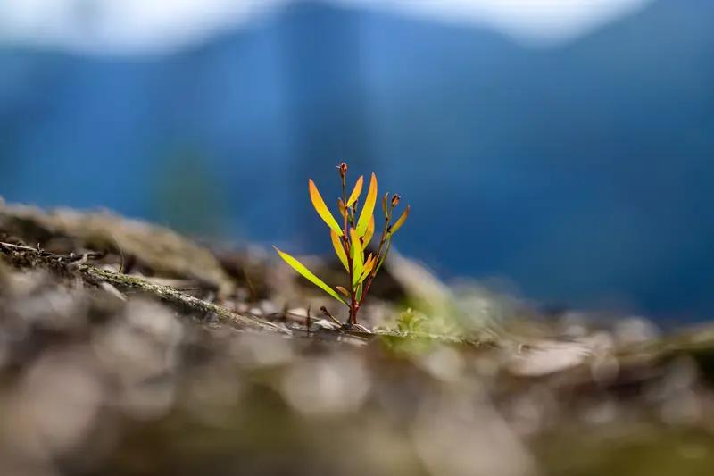 AI妙生图春雨育新芽。