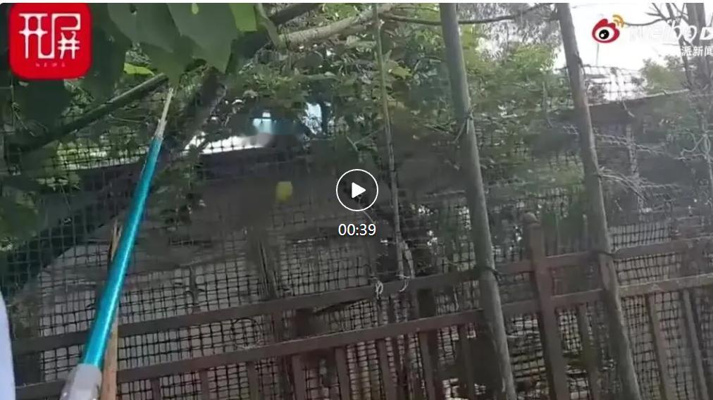想想都头皮发麻！不过要给咱大云南点赞啦，这生态真的是好！
云南保山的王女士，在自