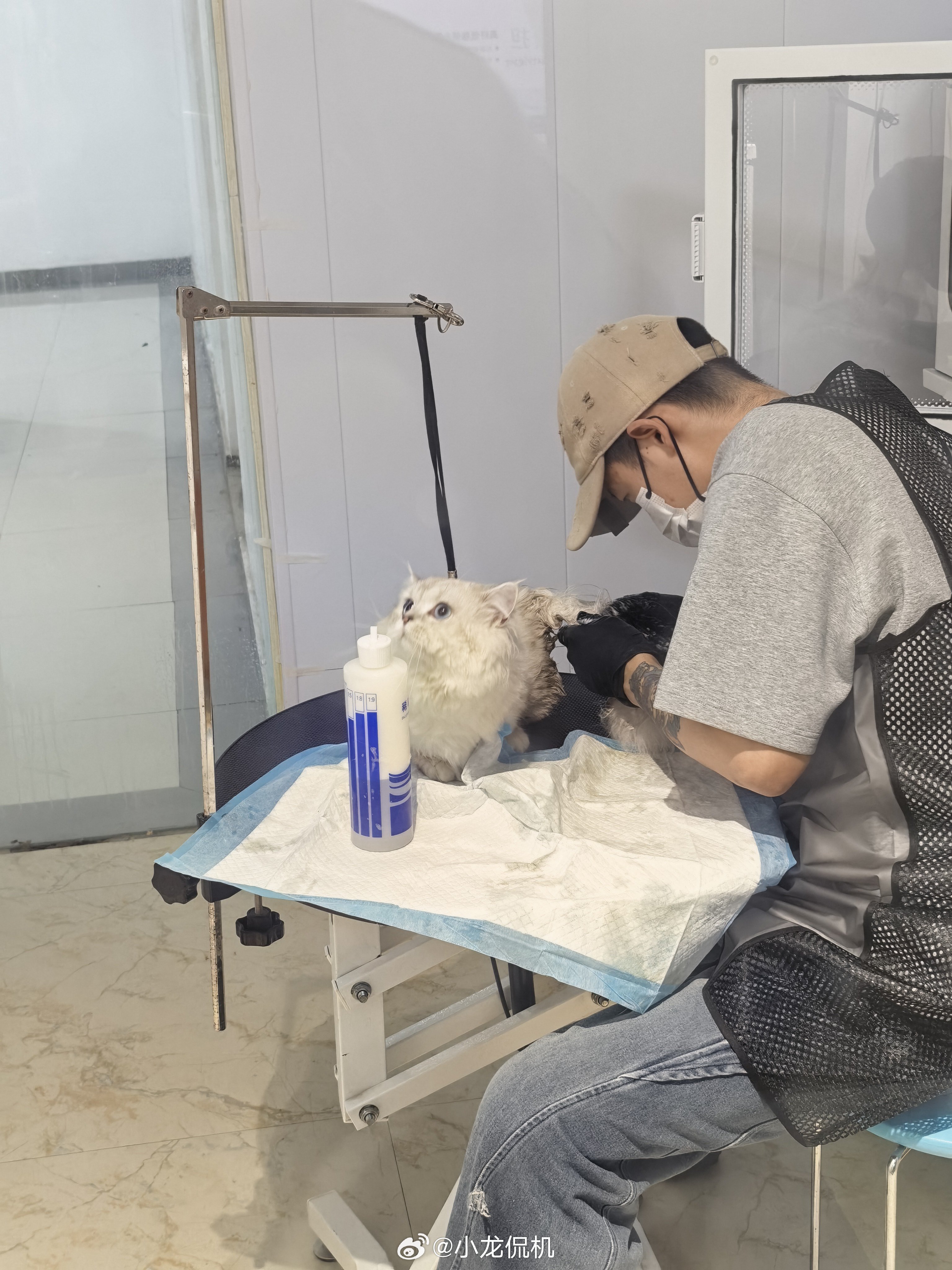 狗洗澡贵正常，咋猫洗澡更贵啊，他也不敢吃那啥啊。我都多久没洗脚了带鸡块和黑子做个