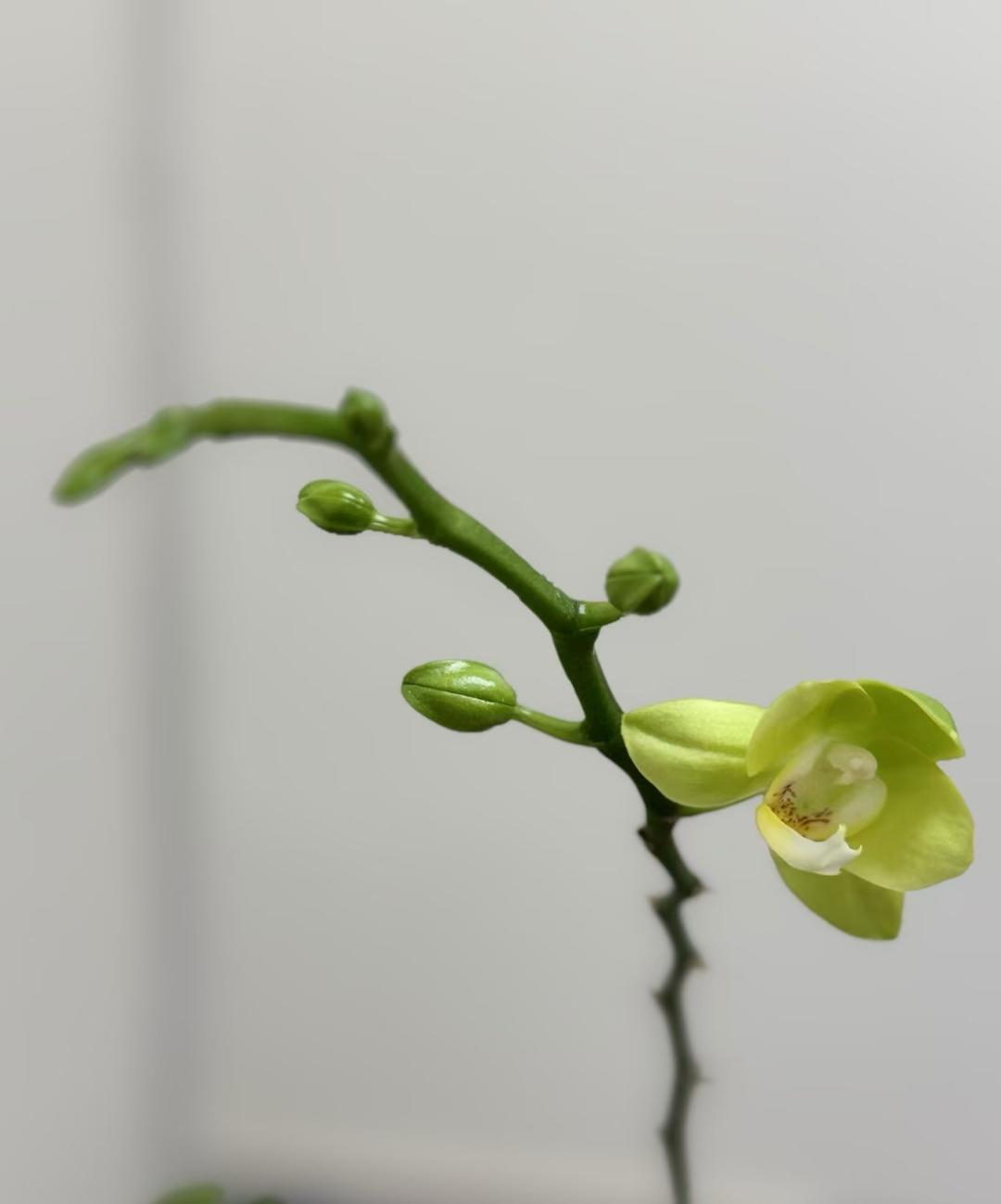 朋友带女儿来串门，我准备了200块钱的压岁红包，可是朋友坚决不肯收，不是因为钱少