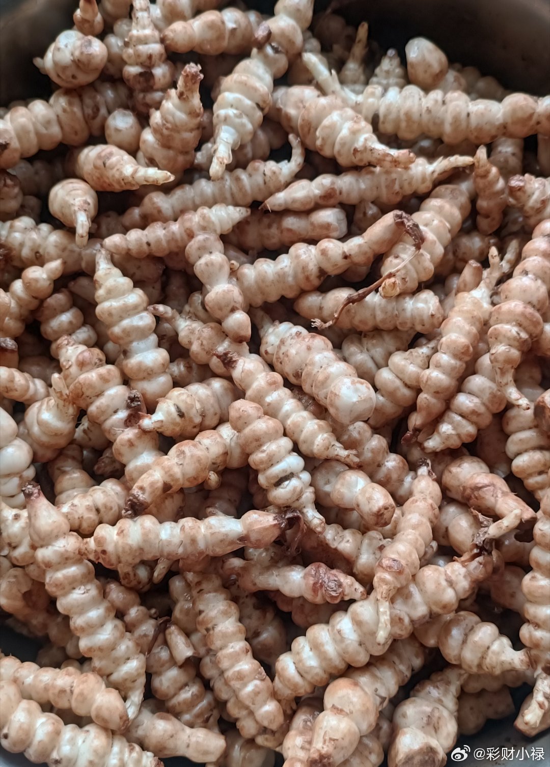 螺丝菜，有的地方称宝塔菜、地轱辘，过年回去娃吃了我妈腌的螺丝菜，让我也腌一点。我