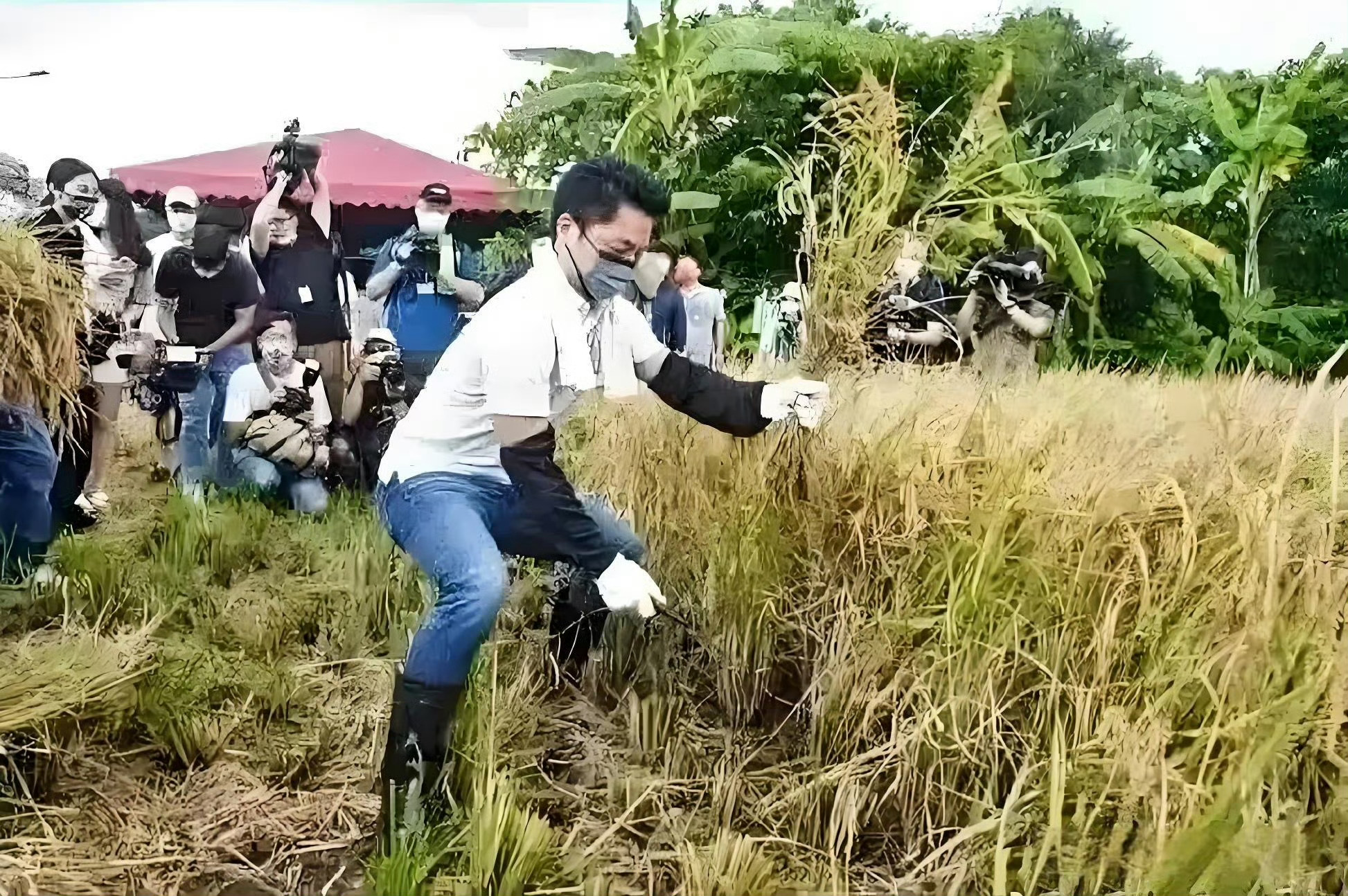 台湾省，蒋介石的后人蒋万安割稻子。 还是太年轻，被别人当猴耍了！