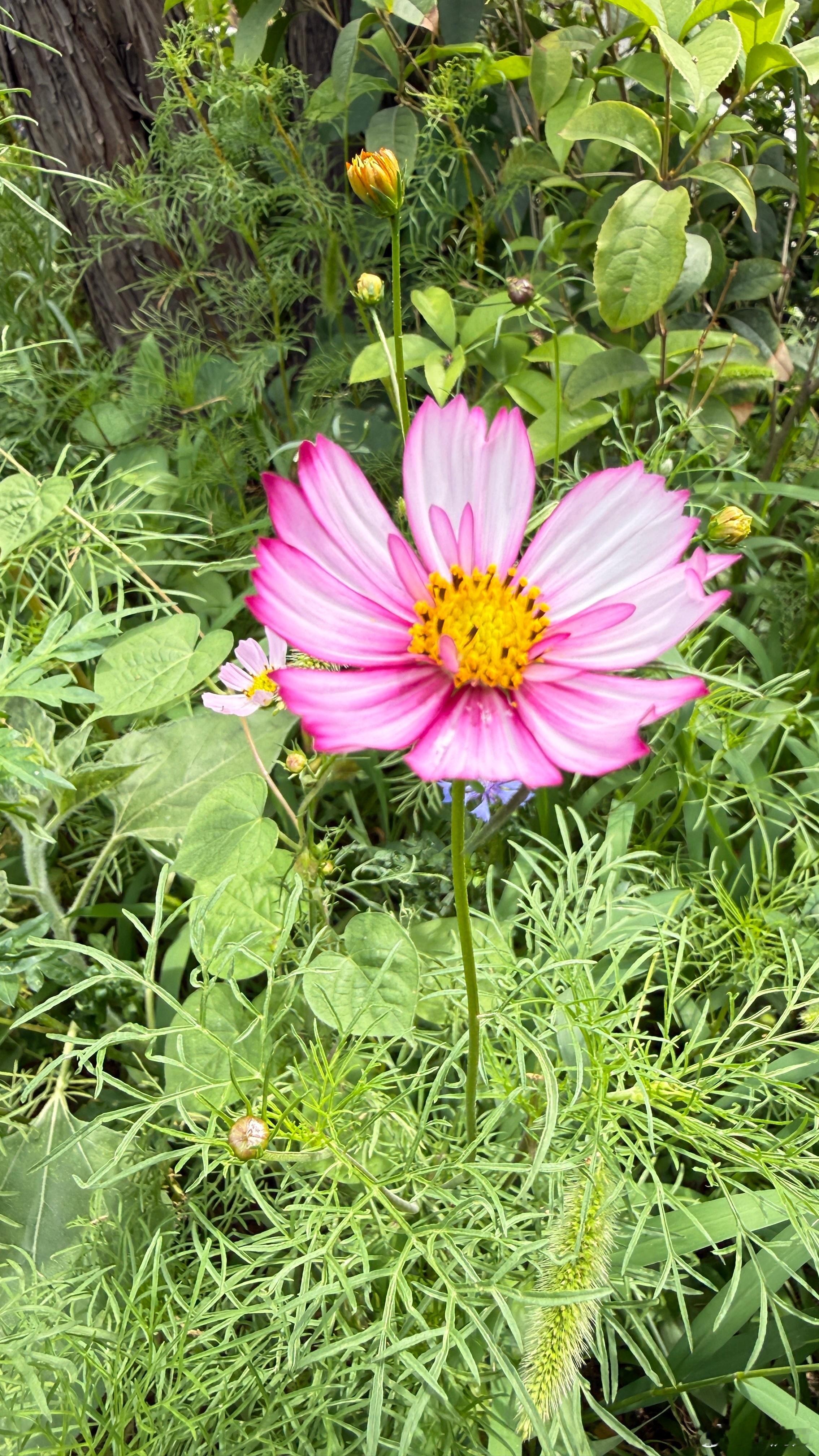 花的世界 