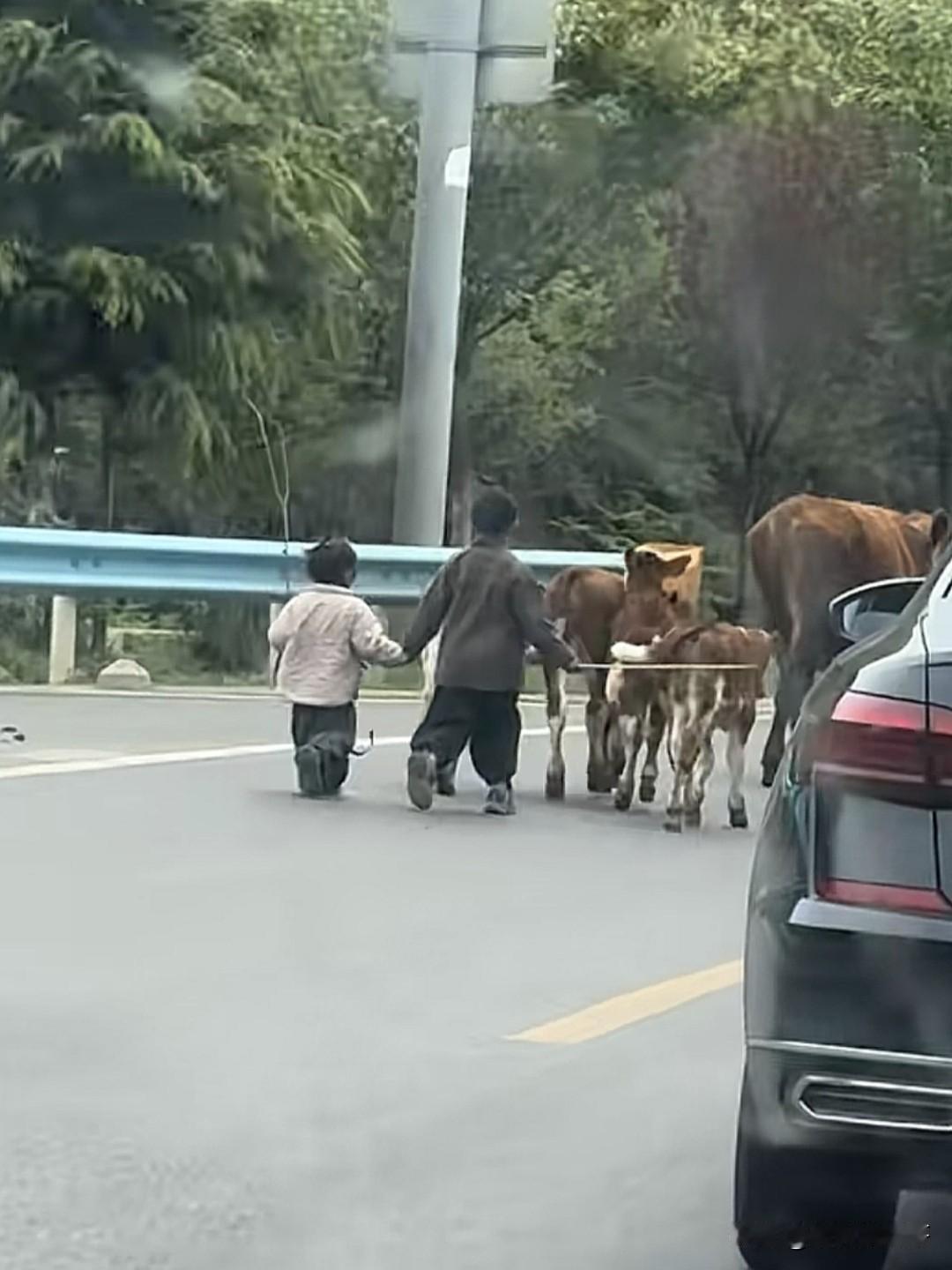 我想他们俩无论是兄妹还是青梅竹马，长大后都一定会记得这段一起放牛的日子吧！