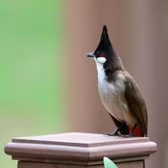 那只戴帽雀又来了，每天清晨准时敲我的窗。
起初我讨厌，后来好奇，便撒些米粒在窗台