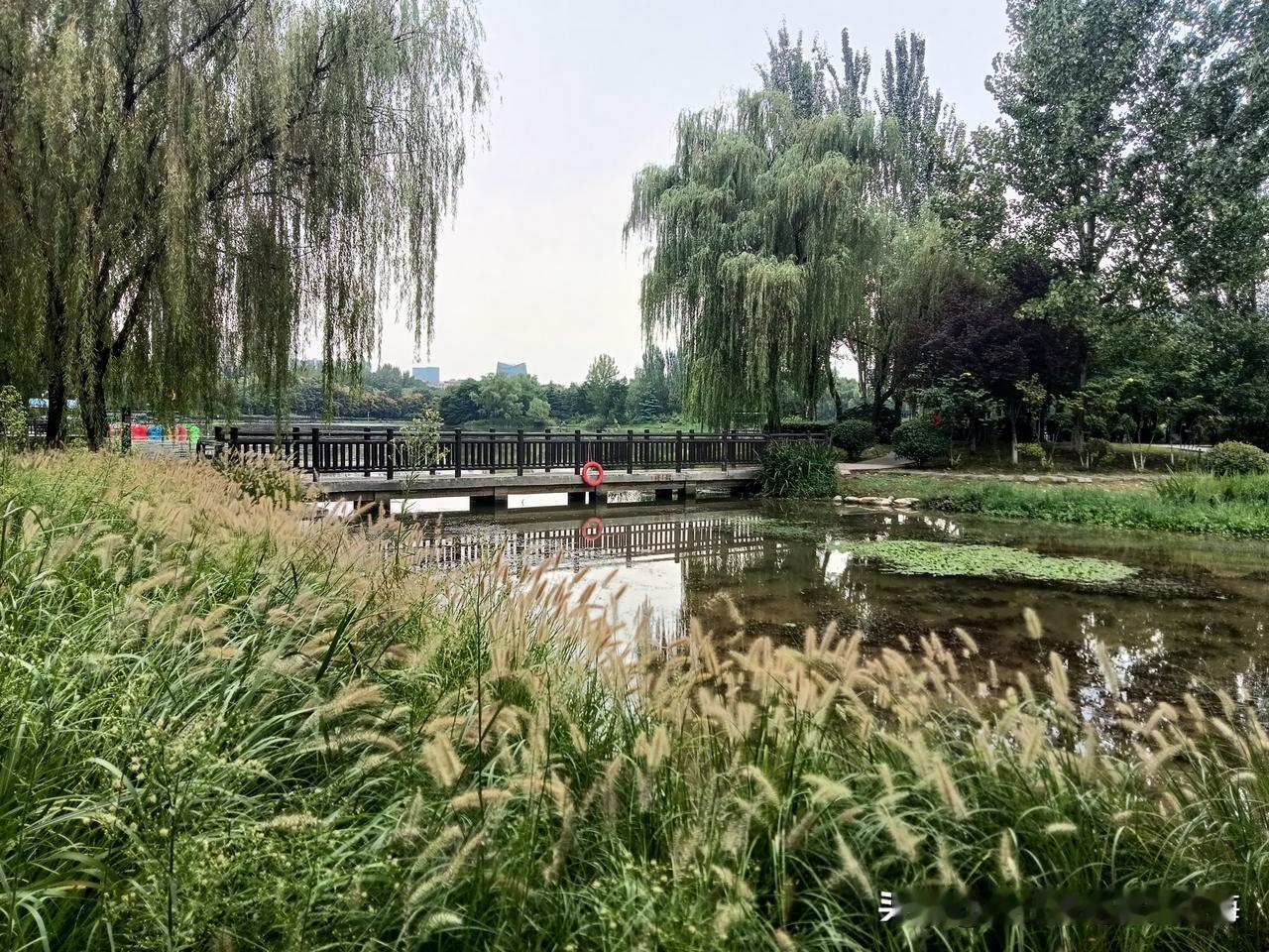 周四午后，看着下了两天的雨渐收，我就坐着地铁3号线去桃花潭公园想看看雨后秋景！这