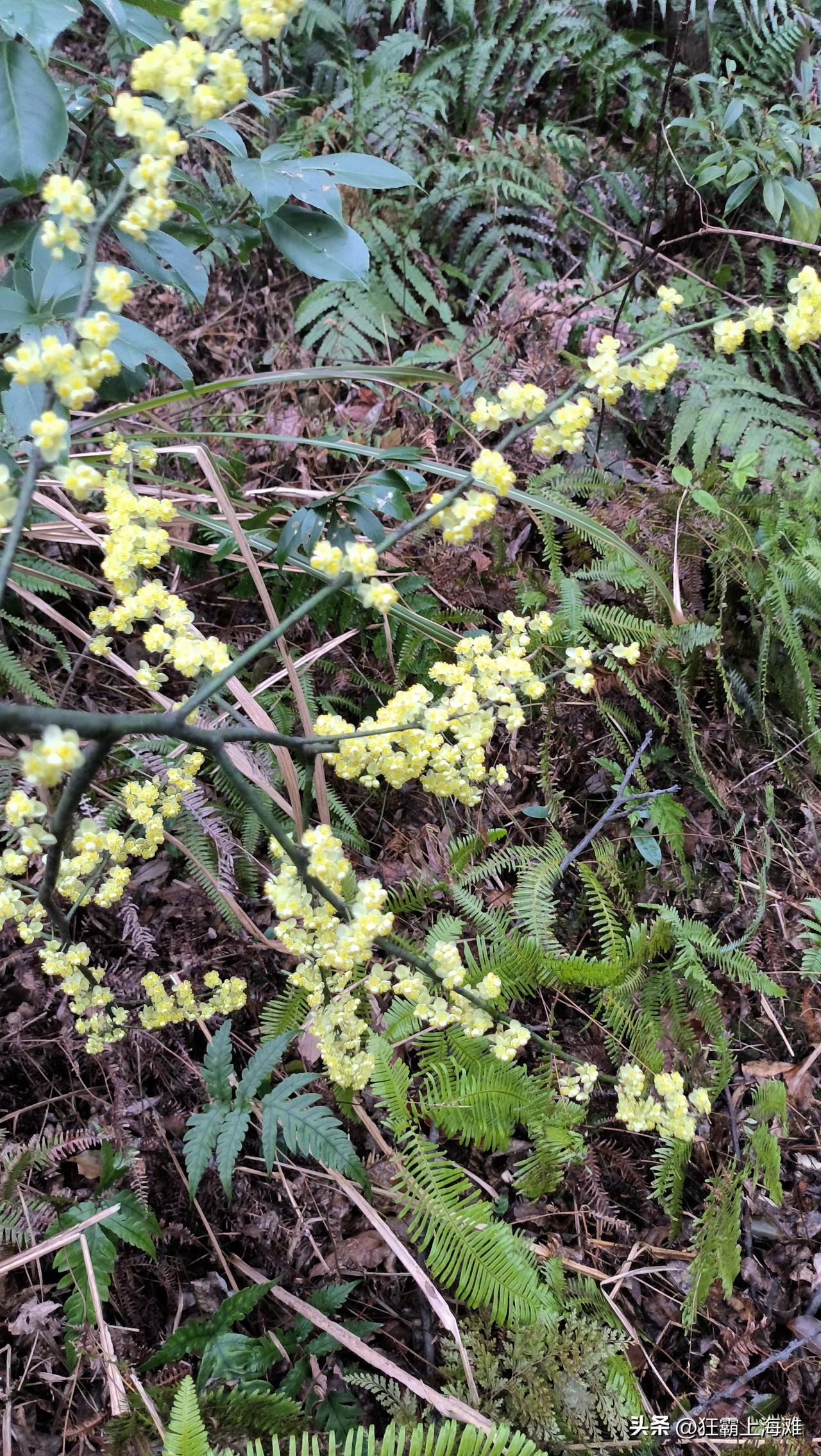 没想到，浙江的山里头居然也有木姜子！
木姜子可浑身是宝，春日的木姜子花，可以泡茶
