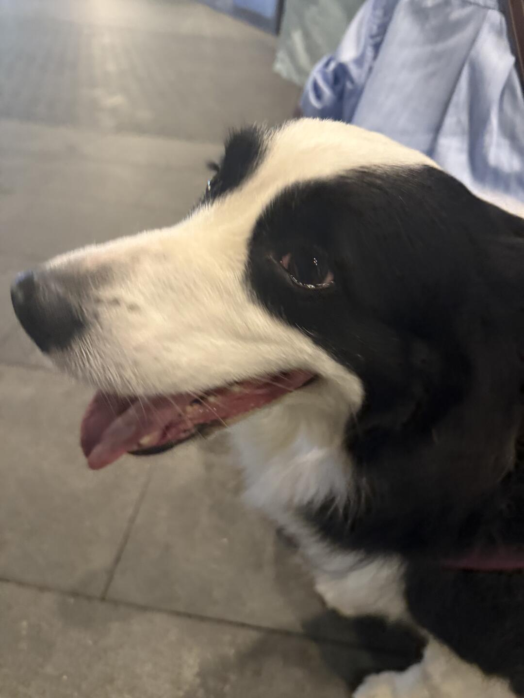 这个世界不能没有小狗