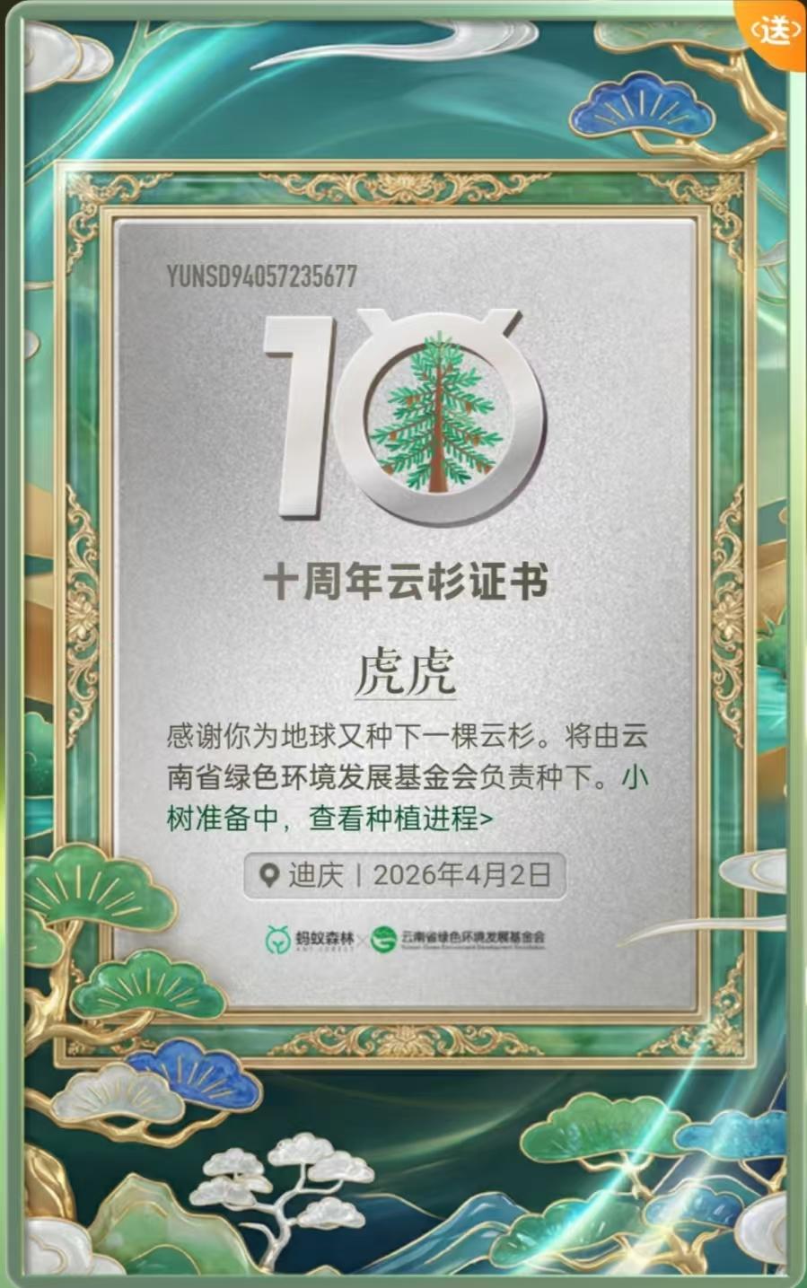 0441.特殊的日子，云南迪庆，种棵云杉。