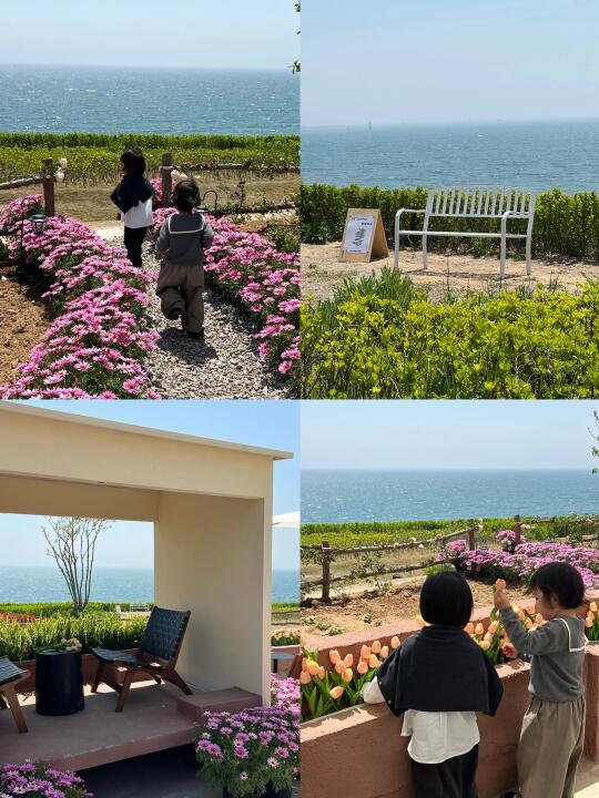 五月的青岛🌊太美了🌷