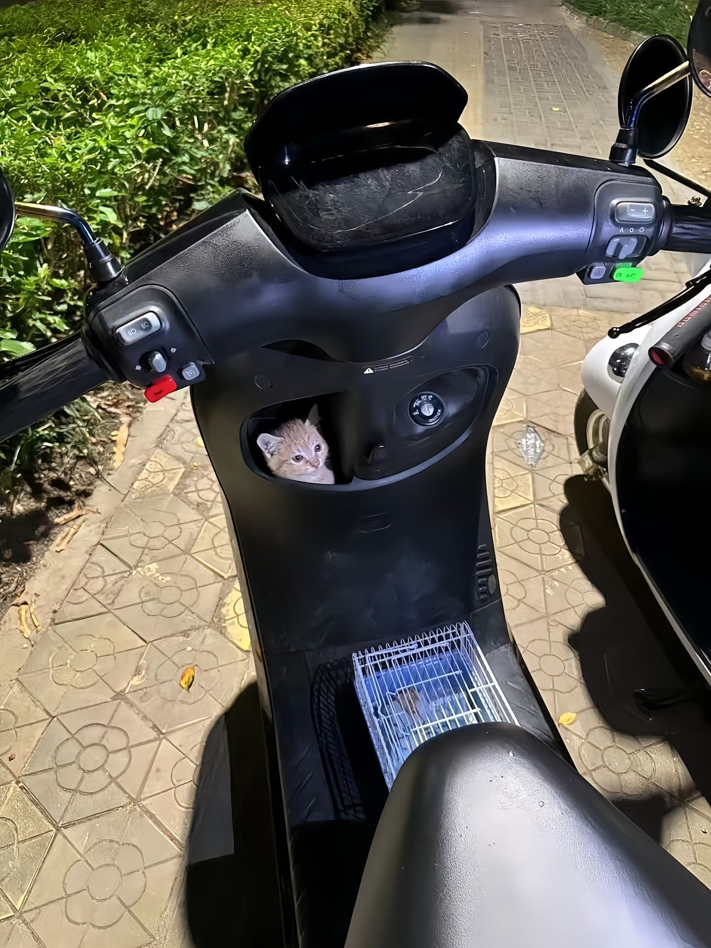 发现一颗小猫猫[舔屏] ​​​