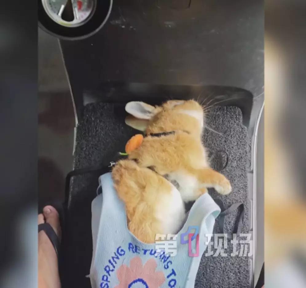 6月9日晚，广东深圳一男子杨先生在公园溜养了一年的兔子，结果兔子被4只没牵绳的狗