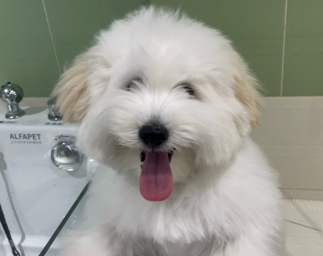 十几万的狗也是让我洗上了这辈子第一次见面纱犬 贵就是可爱啊