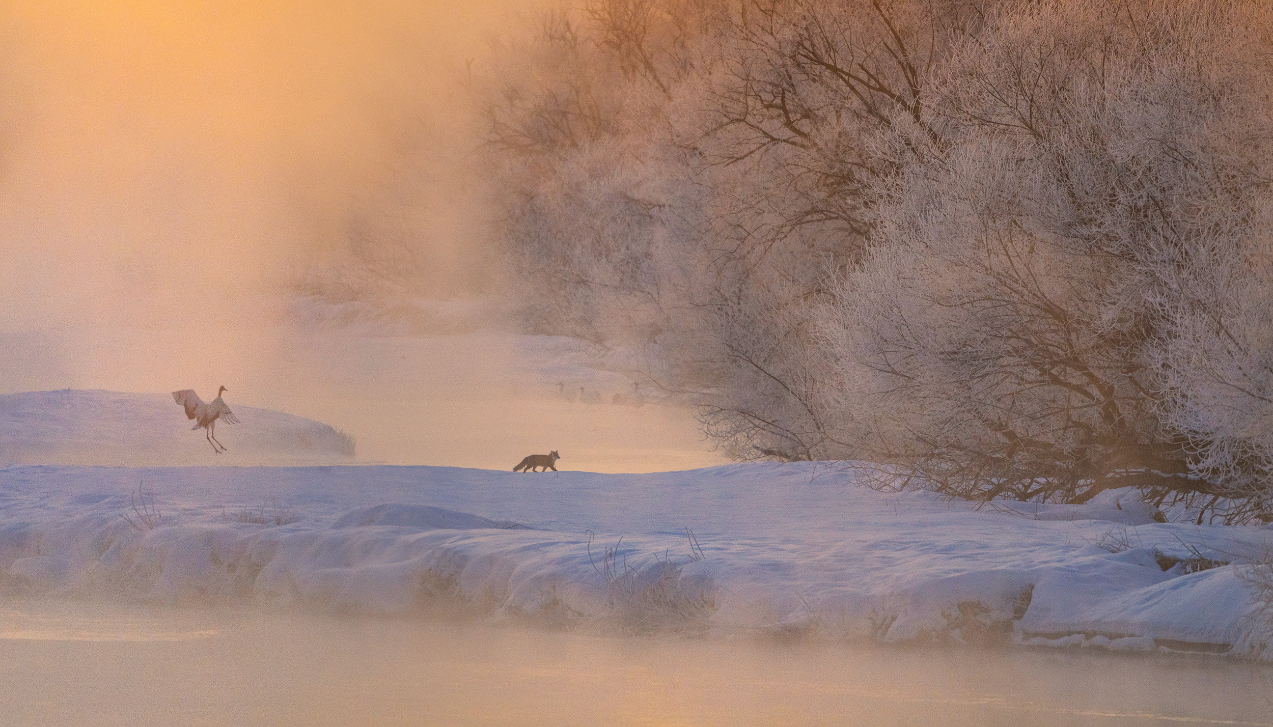 冬雾 · 雪枝 · 鹤与狐鹤居村，今日份治愈签收。 