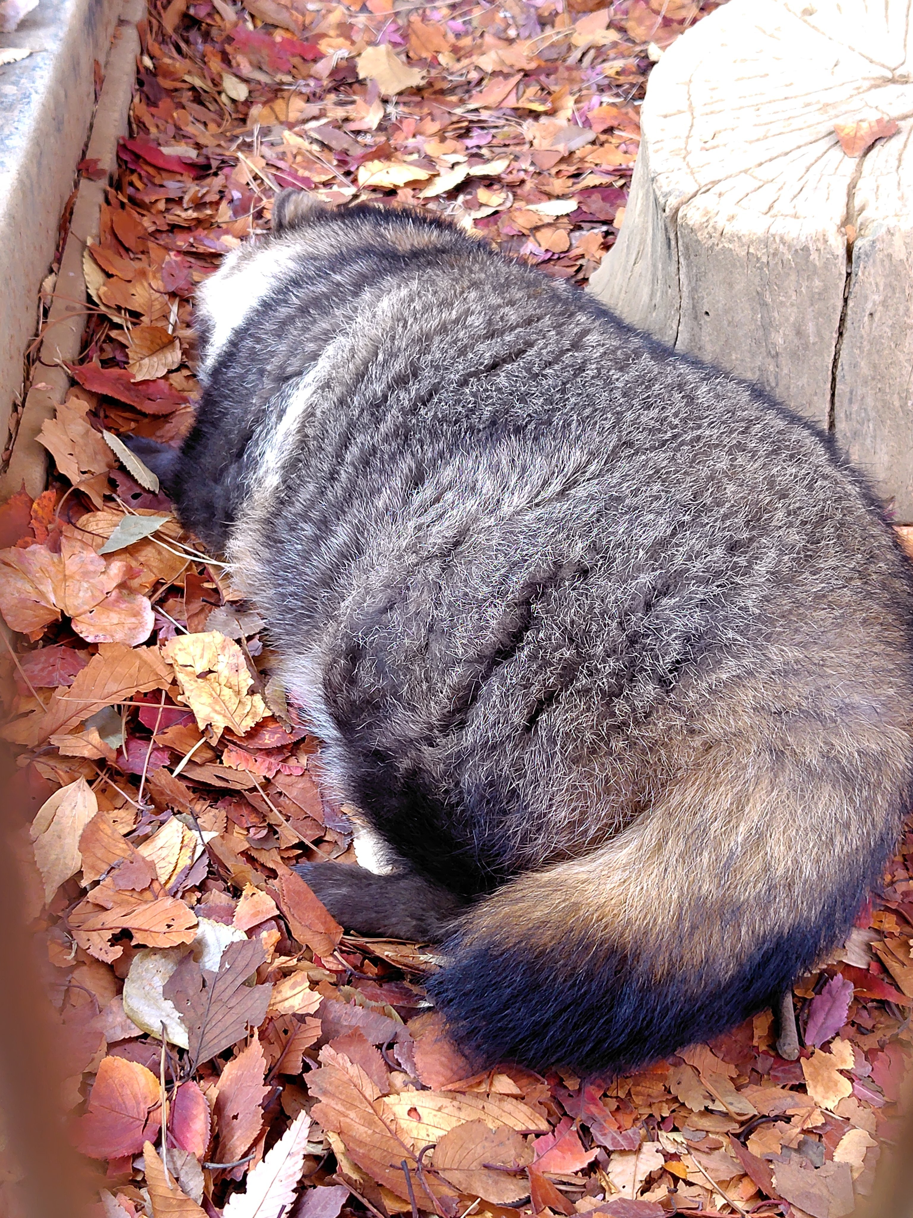 冬日里，肥美蓬松的貉子PP谁不爱呢ლ(・´ｪ`・ლ)【推：tanunomofu3
