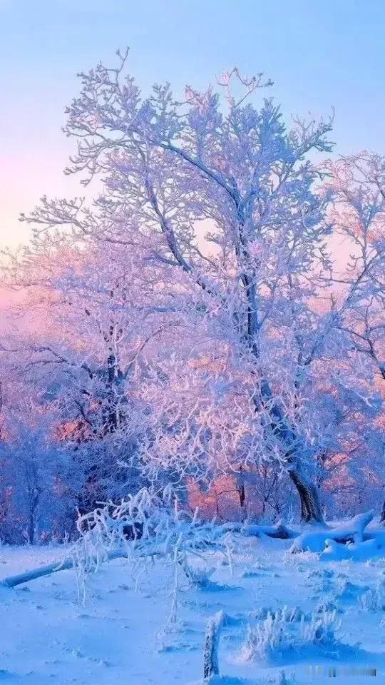雪花飘落，树影摇曳。汲取一段感情，写意人生的风景，截取一段岁月，拥有美好的情怀。